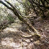 Plants: image 88 Of 208 Thumb